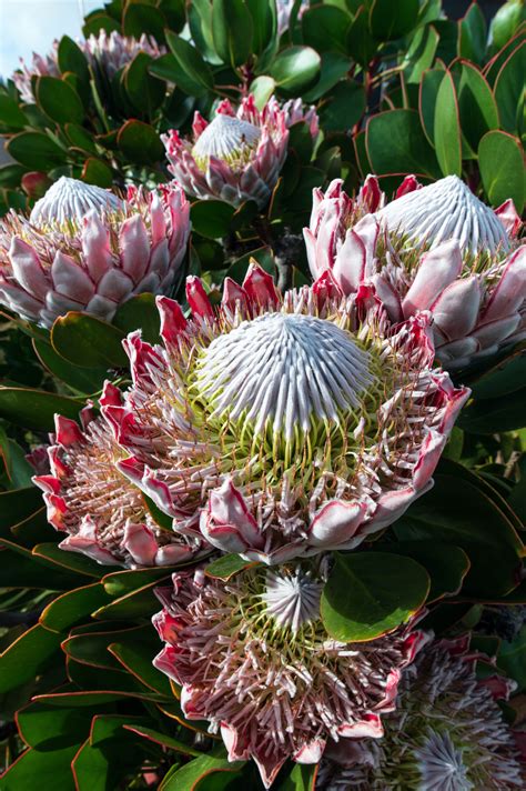 South Africa's pride and joy: Fascinating facts about the protea flower