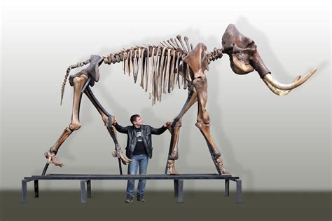 Russian woolly mammoth skeleton (Mammuthus primigenius) photos ...