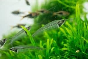 Ghost Glass Catfish – Detailed Guide: Care, Diet, and Breeding - Shrimp ...