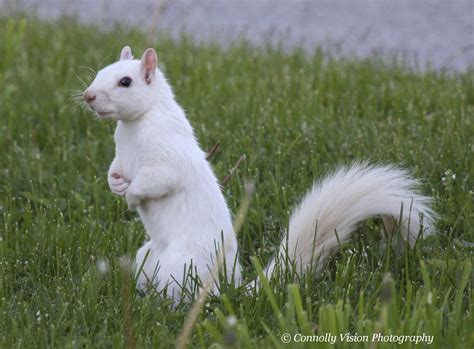 White Squirrel | Exeter Ontario | stormsabrewn | Flickr