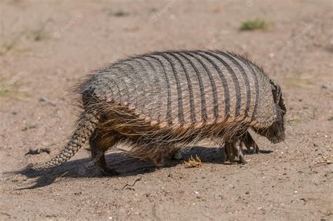 Premium Photo | Hairy armadillo in desert environment peninsula valdes ...