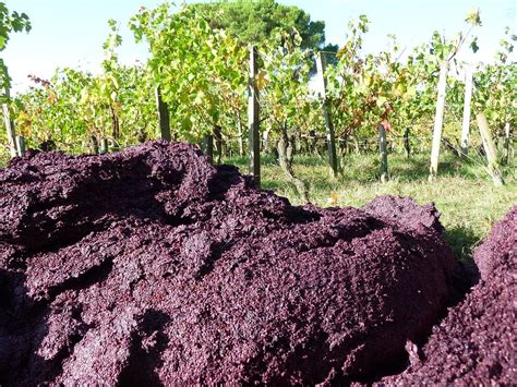 Pomace Organic Compost Fertilizer for Vineyards - From Pressed Grapes ...