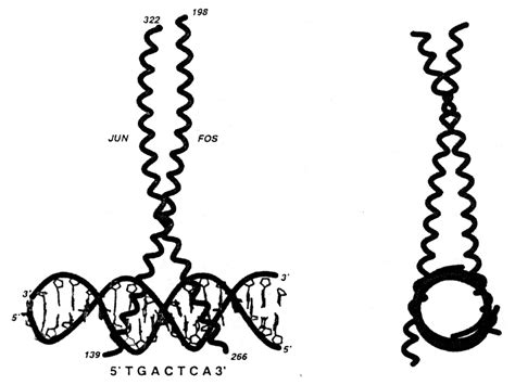 Leucine zippers