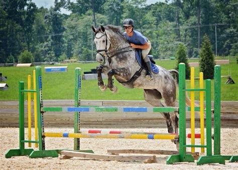 Dapple Grey Horse English Show Jumping Jump | Dapple grey horses, Grey ...