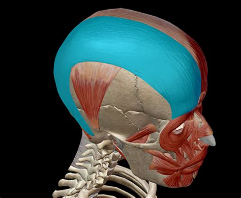 Learn Muscle Anatomy: Occipitofrontalis