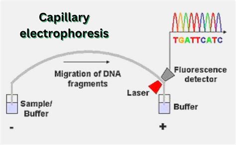 Sanger Method of DNA Sequencing-An Overview