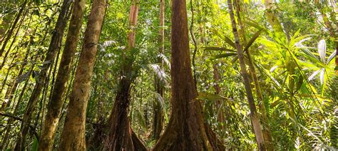 Top Info Java And Sumatra Tropical Forest, Pantai Bali