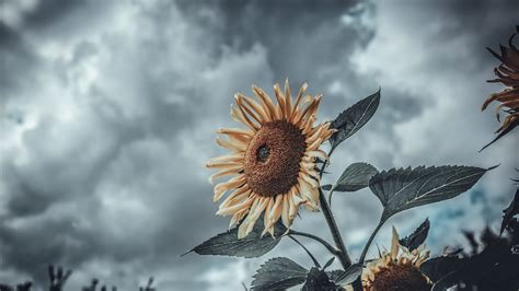 Sunflower Micro Wallpaper, HD Nature 4K Wallpapers, Images and ...