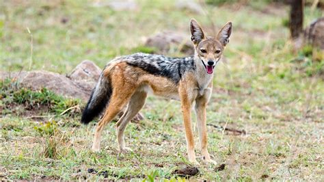 The Black-backed Jackal | Adumu Safaris