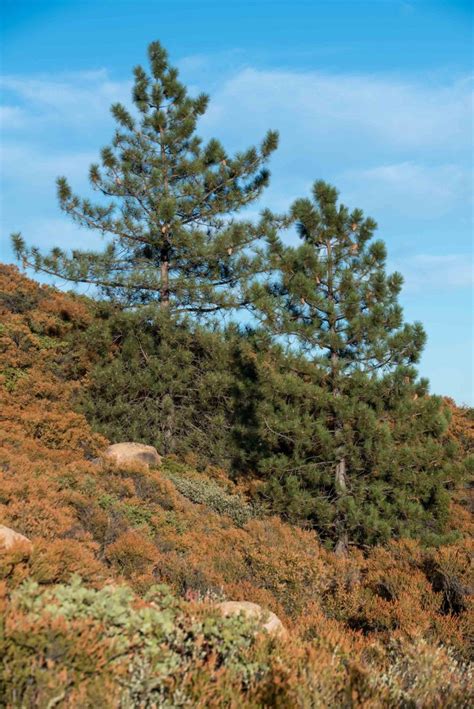 Coulter Pine | Los Padres ForestWatch