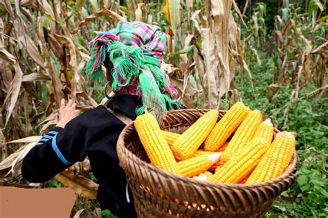 Cara Menanam Jagung Manis yang Mudah Diikuti