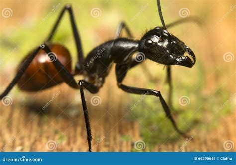 Tropical Giant Ant, Camponotus Gigas Stock Photography | CartoonDealer ...