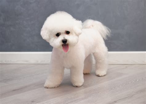 Do Bichon Frise Dogs Smell