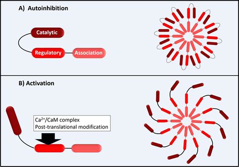 Frontiers | An Overview of the Role of Calcium/Calmodulin-Dependent ...