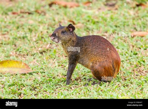 Agouti color fur hi-res stock photography and images - Alamy