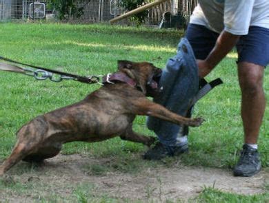 Valentine One: Training A Pitbull Puppy