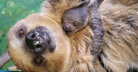 Do Sloths Lay Eggs? (Sloth Reproduction Revealed) - Animal Hype