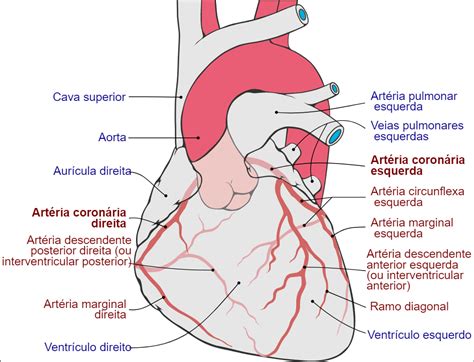 arterias coronarias portugues - Pesquisa Google | Artérias coronárias ...