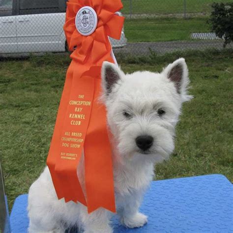 Training Your Westie - Canada Westie Club