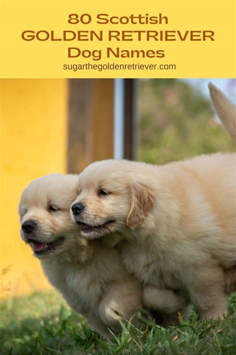 400+ Of The Best Most Cutest Golden Retriever Dog Names Ever - Golden Woofs