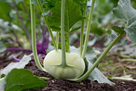 How to Plant Kohlrabi - Minneopa Orchards