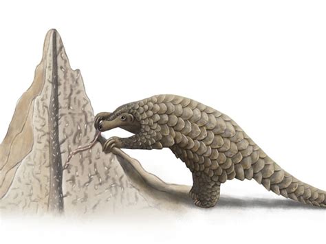 Giant Pangolin