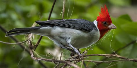 Red-crested cardinal | Smithsonian's National Zoo and Conservation ...