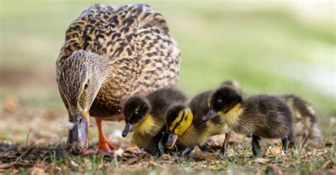 What Do Ducklings Eat? 13 Foods for Baby Ducks - A-Z Animals