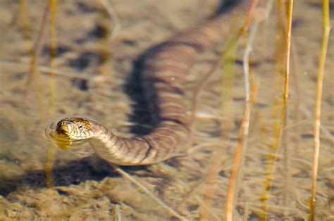 Can Water Snakes be Kept as Pets? - Embora Pets