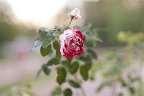 Painting The Roses Red White Rose