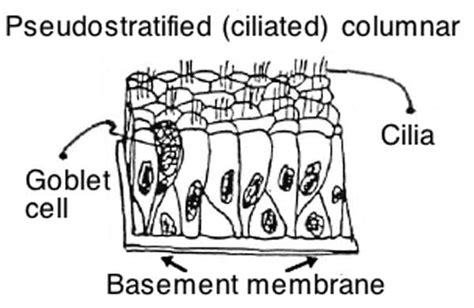 Pseudostratified Columnar Epithelium | Histology, Anatomy & Types