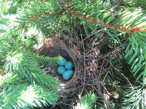 image | Purple Finch nest. | Dennis Murphy | Flickr