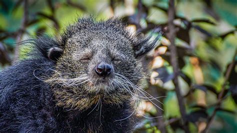 Definitive Guide To Binturong Facts, Habitat, Conservation Status, Zoo ...