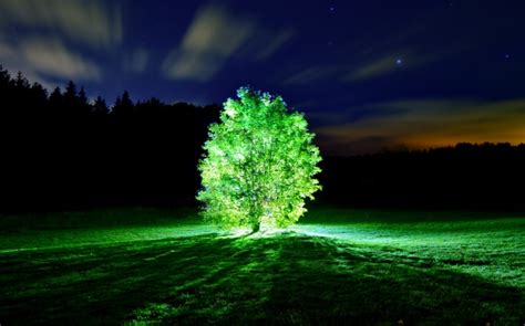 Scientists at MIT create plants that can glow in the dark: All about it ...