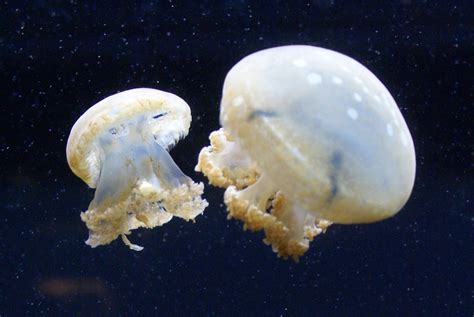 White Spotted Jellyfish Quiz - C.S.W.D