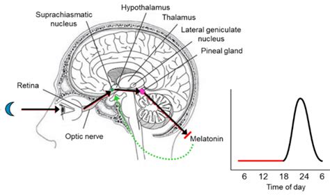 Using biomathematical models in an FRMS reduces risk, improves ...