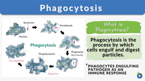 Phagocytosis Definition and Examples - Biology Online Dictionary