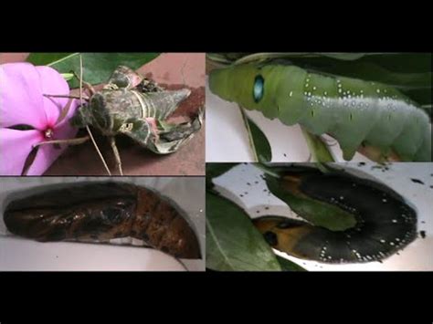 OLEANDER HAWK MOTH: LIFE CYCLE - YouTube