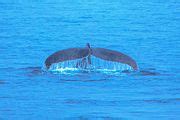 Category:Animals of the South Shetland Islands - Wikimedia Commons