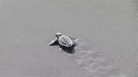 Sea Turtles Gif - IceGif