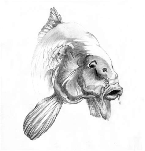 Carp Drawing - Iantha Naicker Creates Beautiful 3d Drawings ...