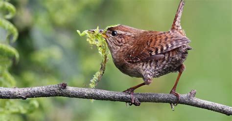 Wren Nesting In The UK: A Complete Guide | Birdfact