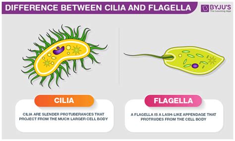 Difference Between Cilia And Flagella | BYJU'S