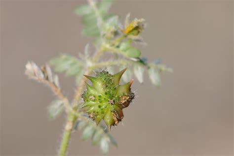 Puncture Vine (Bindii) facts and health benefits