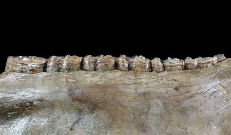 15" Fossil Horse Jaw - Pleistocene, Germany (#87470) For Sale ...