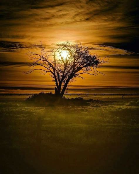 Moonlight through tree | Beautiful nature, Beautiful moon, Scenery