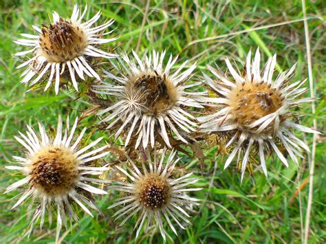 Photographs of Carlina Vulgaris, UK Wildflowers; Five flowerheads