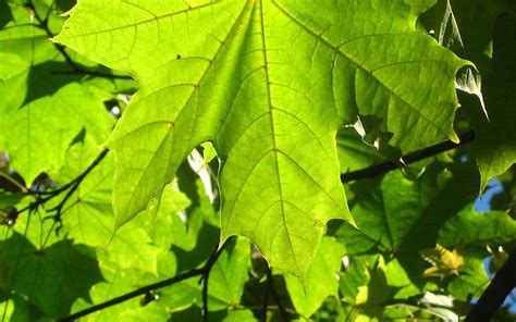 Nature, Sheet, Leaf, Veins HD wallpaper | Pxfuel