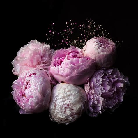 Light Pink Peonies Bouquet Wallpapers - Wallpaper Cave