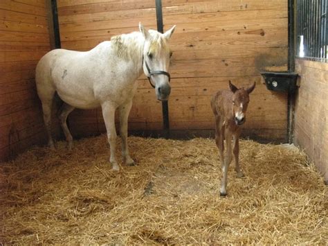 All About Baby Horses (with Cute Foal Photos) | LearningHorses.com